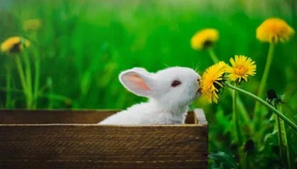 王楚钦4-1战胜袁励岑 夺得全运会乒乓球男单铜牌